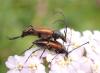Stenurella melanura
